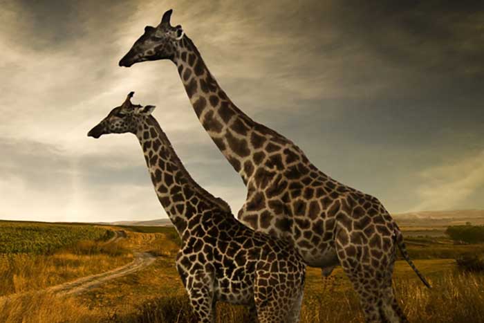 Africa with Zebras in field