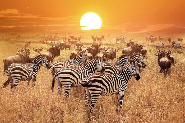 Africa with Zebras in field